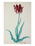 Tulips Giclee Print by Pieter Holsteijn II