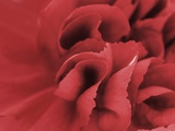 carnation detail Photographic Print