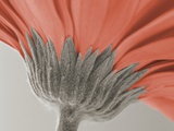 close up image of a gerbera daisy Photographic Print