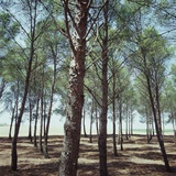 Coniferous Forest Photographic Print