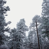 Pine Trees Blanketed with Snow Photographic Print