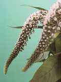 Speedwell Plant Photographic Print