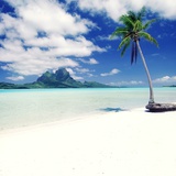Palm Tree on a Tropical Beach Photographic Print