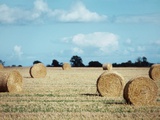 Bales of Hay in a Field Photographic Print Bales of Hay in a Field Photographic Print