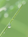 Dew on a Blade of Grass Photographic Print