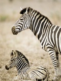 Burchell's Zebra Photographic Print
