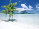 Palm Tree on a Tropical Beach Photographic Print