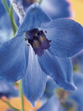 Blooming Delphinium Fotografisk tryk Blooming Delphinium Fotografisk tryk