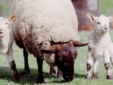 Sheep Grazing with Young Lambs Photographic Print