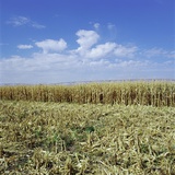 Crops growing in a field Photographic Print