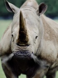 Charging Rhino Photographic Print