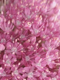 Flowering Allium Plant Photographic Print