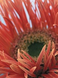 Gerbera Daisy Photographic Print