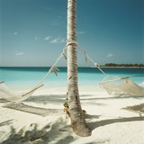 Hammocks Tied to a Palm Tree Photographic Print