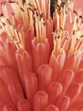 Blooming Allium Photographic Print