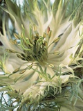 Blooming Love-In-a-Mist Photographic Print
