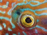 Eye of a Corkwing Wrasse Photographic Print