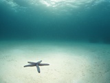 Blue Sea Star in Open Ocean Reprodukcja zdjęcia Blue Sea Star in Open Ocean Reprodukcja zdjęcia