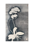 Orquídeas Lámina giclée por Hsi-Tsun Chang Orquídeas Lámina giclée por Hsi-Tsun Chang