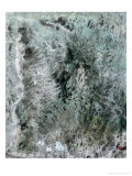 Flying Herons Lámina giclée por Huachazc Lee Flying Herons Lámina giclée por Huachazc Lee