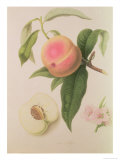 Noblesse Peach Giclee Print by William Hooker