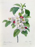 Apple Blossom, from Apple Blossom, from