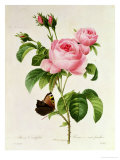 Rosa Centifolia Giclée-Druck von Pierre-Joseph Redouté