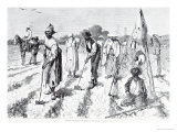 Cotton Culture, Covering the Seed, from "Harper's Weekly," 24th April 1875 reproduction procédé giclée par Edwin Austin Abbey