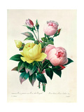 Rosa Lutea and Rosa Indica, from "Les Choix Des Plus Belles Fleurs," 1827 Giclée-Druck von Pierre-Joseph Redouté