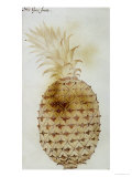 Pineapple Reproduction procédé giclée par John White