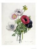 Anemone: Simple, from "Les Choix Des Plus Belles Fleurs" Giclee Print by Pierre-Joseph Redouté