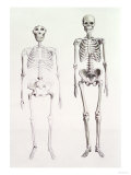 Skeletons of Australopithecus Boisei and Homo Sapiens Giclée-Druck