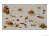 A Study of Insects Giclee-trykk av Jan Brueghel the Younger A Study of Insects Giclee-trykk av Jan Brueghel the Younger