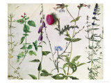 Eight Studies of Wild Flowers Giclée-Druck von Albrecht Dürer