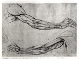 Study of Arms Giclée-Druck von Leonardo da Vinci 