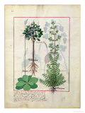Illustration from the "Book of Simple Medicines" by Mattheaus Platearius (D.circa 1161) circa 1470 Giclee Print by Robinet Testard