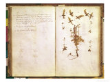 Page 24 from a Herbarium Giclee Print by Jean Jacques Rousseau