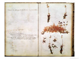 Page 15 from a Herbarium Giclee Print by Jean Jacques Rousseau