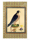 Falcon, from a Moraqqa reproduction procédé giclée