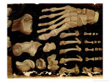 Anatomical Drawing of the Bones of the Foot Reproduction procédé giclée par Hieronymus Fabricius ab Aquapendente