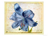 Study of a Lily, 1526 Giclée-Druck von Albrecht Dürer