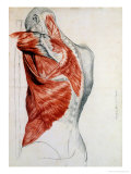 Human Anatomy, Muscles of the Torso and Shoulder Giclée-tryk af Pierre Jean David d'Angers Human Anatomy, Muscles of the Torso and Shoulder Giclée-tryk af Pierre Jean David d'Angers