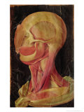 Anatomical Drawing of the Human Head Reproduction procédé giclée par Hieronymus Fabricius ab Aquapendente
