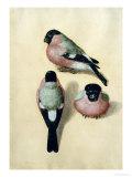 Three Studies of a Bullfinch Giclée-Druck von Albrecht Dürer