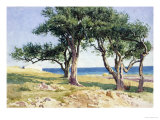 Old Olive Trees, Bordighera Giclee-trykk av Edwin Bale