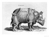 Rhinocerous, No. 76 from 
