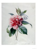 Camellia Giclee Print by Marie-Anne