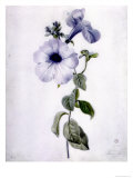 Petunia Giclee Print by Marie-Anne Petunia Giclee Print by Marie-Anne