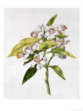 Orange Tree Flower, from "La Guirlande De Julie," circa 1642 (W/C on Vellum) Giclee Print by Nicolas Robert