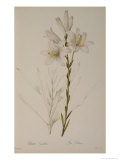 Lilium Candidum, from Les Liliacees, 1807 Giclee Print by Pierre-Joseph Redouté